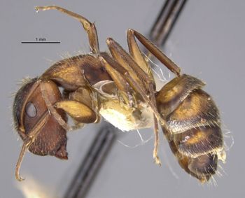 Media type: image;   Entomology 21572 Aspect: habitus lateral view